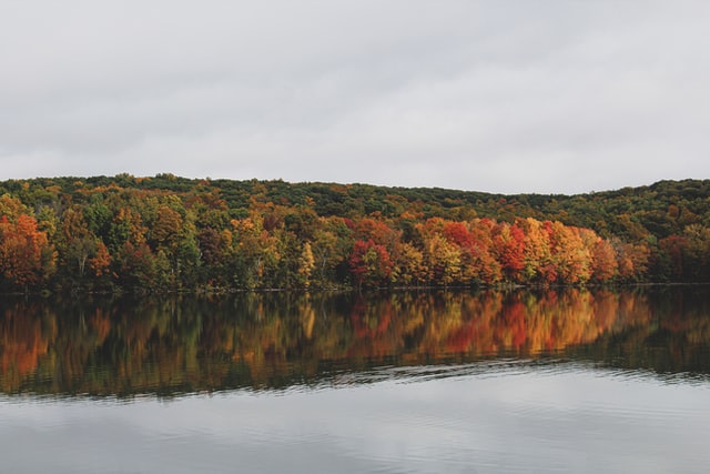 Connecticut trees